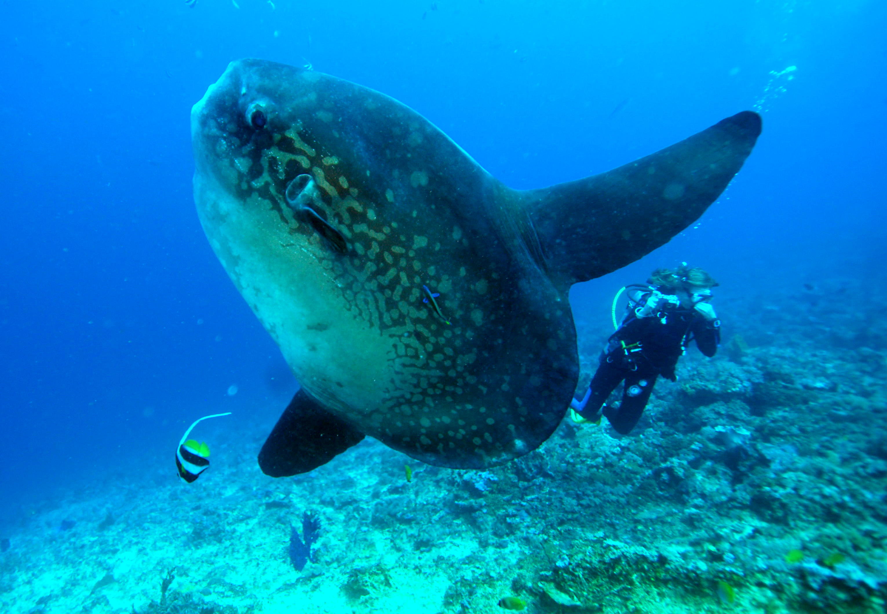 Top 5 scuba diving \u2013 snorkeling spots in bali  Putuagus6 